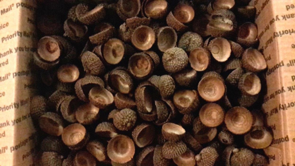 Over 600 Real Organic Acorns Caps Thanksgiving Christmas Potpourri Crafts LOT AC