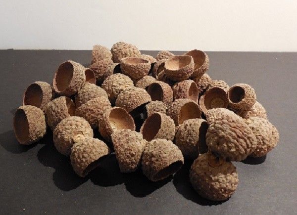 ACORN CAPS - CALIFORNIA ACORN CAPS - DOUBLES - 20 SETS - CLEAN