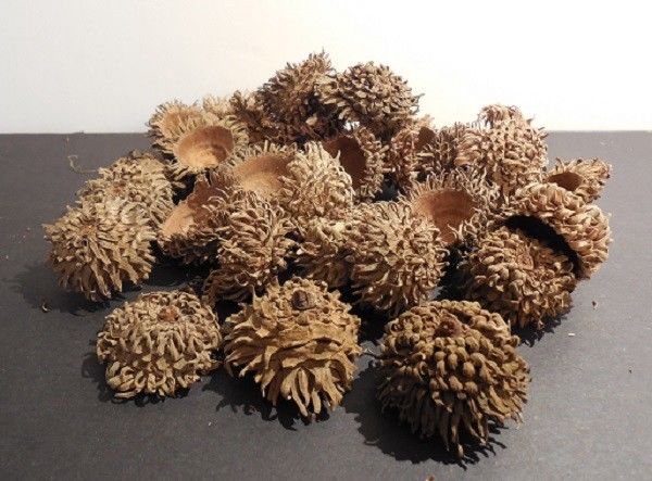 SAWTOOTH ACORN CAPS - 30 EACH - ALL NATURAL - CLEANED - CAPS ONLY