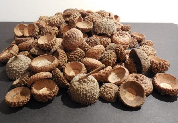 ACORN CAPS - ASSORTED SIZES - CAPS ONLY - ALL NATURAL-150 ea. Mixed Oak Caps