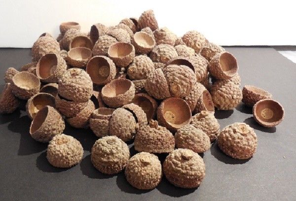 ACORN CAPS - CALIFORNIA ACORN CAPS - 130 EACH - ALL NATURAL - CLEAN