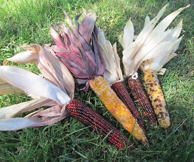 Decorative Indian Corn 10 Multi-Colored Ears-Fall Autumn Ornamental Colorful