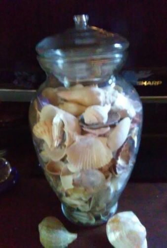 Large Decorative Jar Full of Tropical Sea Shells 13