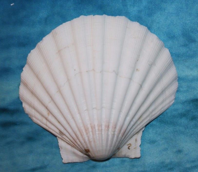 Beach Wedding Seashell Tabletop Decor White Irish Shell Cup Appetizer Baking Cup