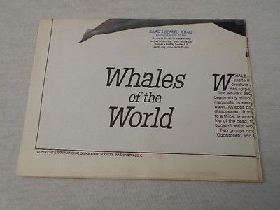 1976  MAP OF WHALES OF THE WORLD  NATIONAL GEOGRAPHIC (45)