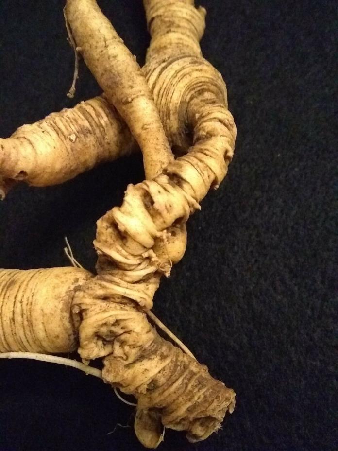 Old Ginseng Root Fresh Certified 100% Wild Wisconsin Root
