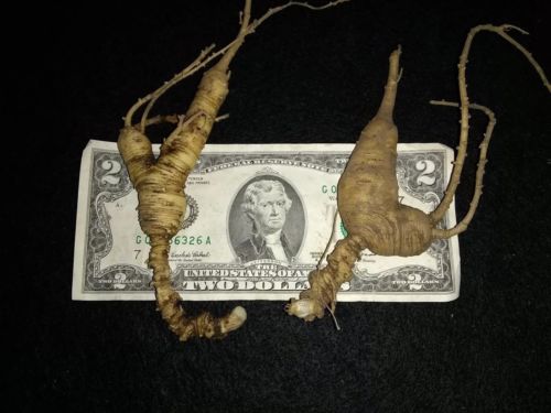 Ginseng Root, Fresh POTENT, Certified 100% Wild Wisconsin Root, OLD! NICE!