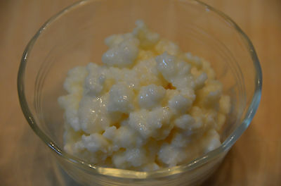 One Cup Fresh ORGANIC milk LIVE KEFIR GRAINS+Instructions!