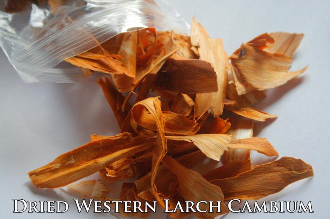 1oz Larch Cambium: Raw Organic Wildcrafted Western Larch Inner Bark