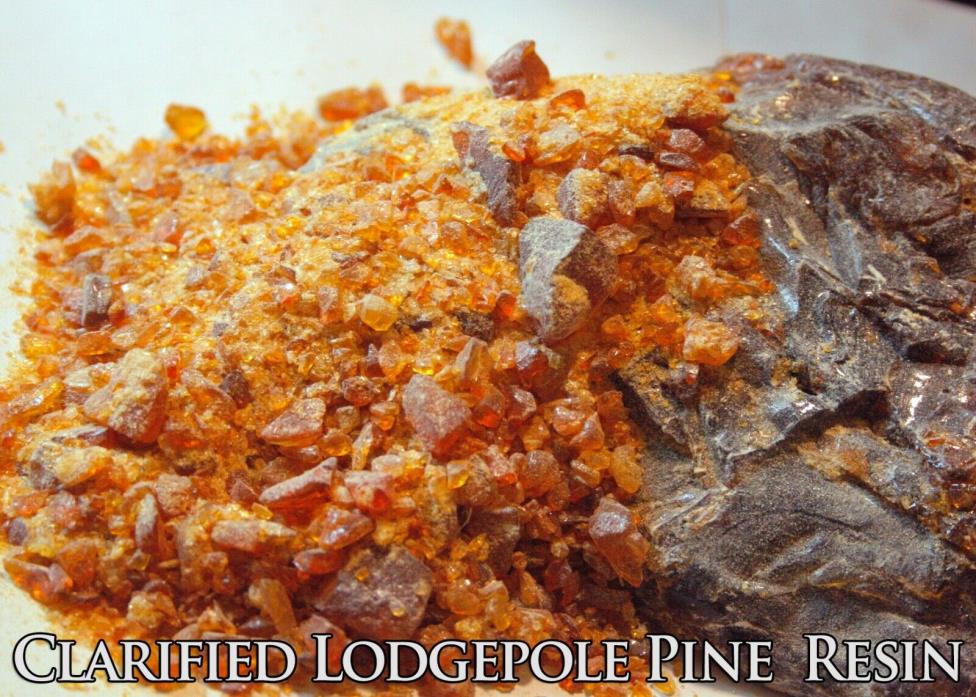 1oz CLARIFIED Lodgepole Pine Resin: Raw Organic Wildcrafted Pitch Sap