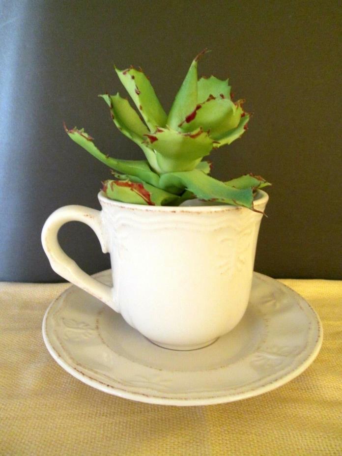 shabby distressed CUP & SAUCER beige Planter Pot Indoor Decorative Ceramic