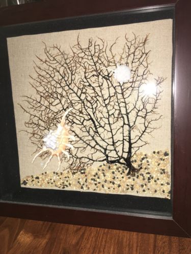 By the Sea Millipede Conch Seashells Sea Fan SHADOW BOX ART