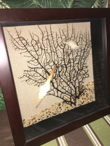 By the Sea Murex Turnispina Seashells Sea Fan SHADOW BOX ART