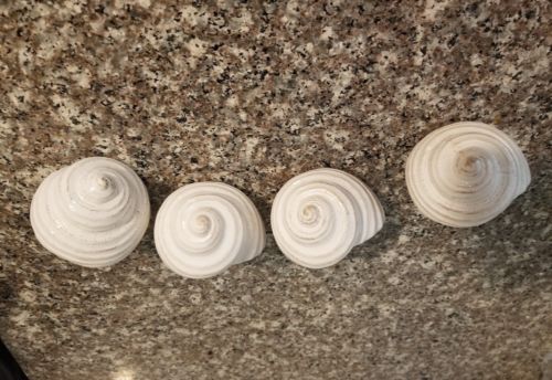 Set of Four 2006 Burton + Burton Sanibel Sands Sea Shell Lunch Napkin Holders