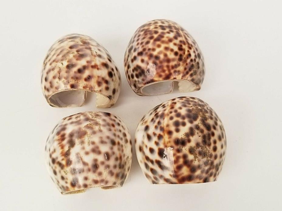 Authentic Natural Tiger Cowrie Sea Shell Napkin Rings Set of 4 Leopard Spotted