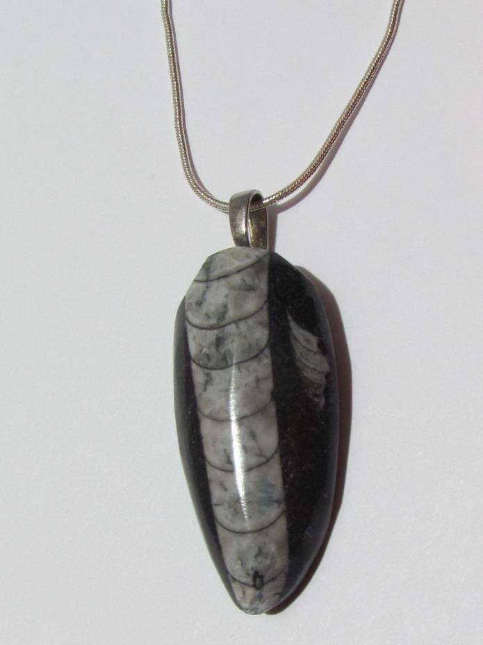 Orthoceras Squid Black Fossil Pendant w/ Sterling Silver Chain