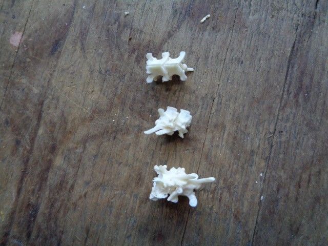 No. 6 Bone Deformity Real Snake Vertebrae Bones Lot