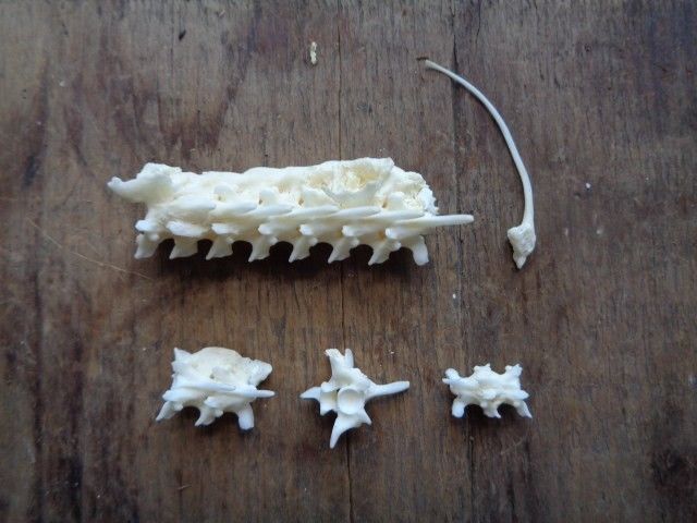 No. 4 Bone Deformity Real Snake Vertebrae Bones Lot