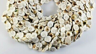 LOVELY 8-10MM SHIVA EYE OPERCULUM SHELL COIN BEADS 15.5