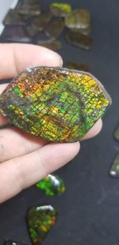 X-LARGE Ammolite cabochon