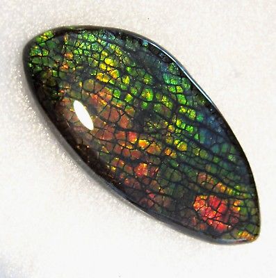 LARGE AMMOLITE GEMSTONE 51mm x 23mm