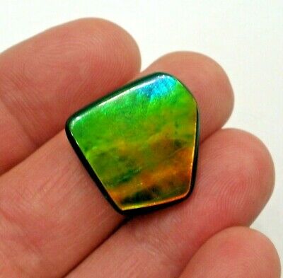 Beautiful Canadian Ammolite Gemstone, Red, Green and Blue Broadflash