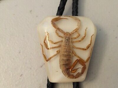 Vintage Western Bolo Tie Gold Real Scorpion Black Leather Cord Western silvertip