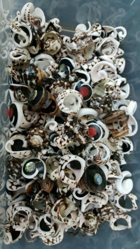 Tropical Unique Sea Shell Ring Wholesale Lot of 50  Mixed Designs Free Shipping