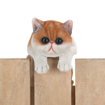 Summerfield Terrace - Climbing Big-Eyed Kitten 