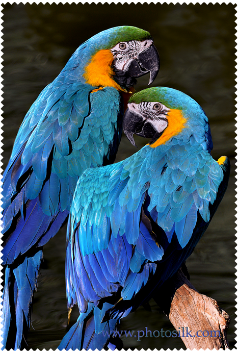 Super Soft Large 8 x 12 Microfiber Lens Cloth by Photosilk Blue Macaws LTSK-12