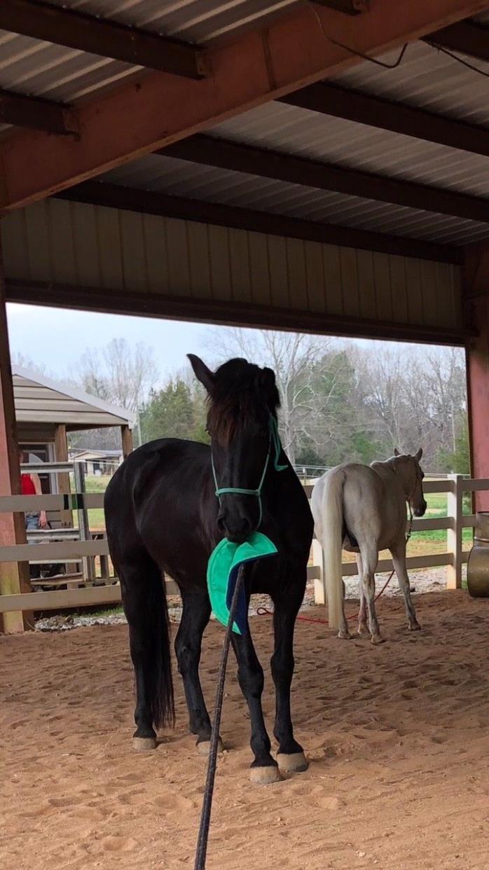 Horse Training - Slick Spot - Stand your ground. Fits Parelli style of training