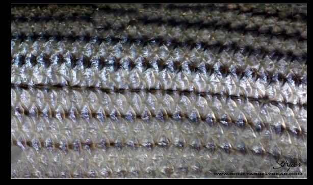 Striper Skin Fishing Sticker photo decal