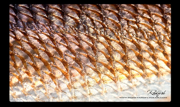 Redfish Skin Fishing Sticker photo decal