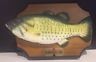 VINTAGE GEMMY 1999 BIG MOUTH BILLY BASS SINGING FISH