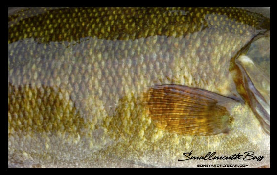Smallmouth Bass Skin Fishing Sticker photo decal