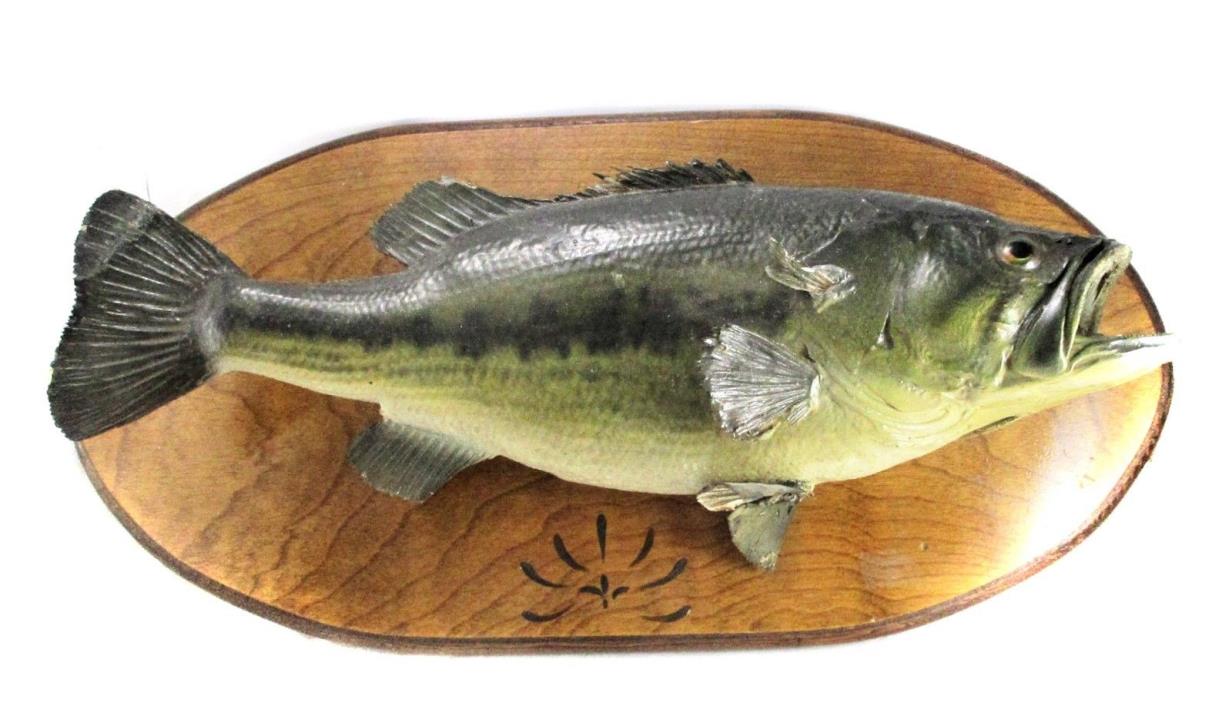 Large Mouth Bass Taxidermy Mount - 21