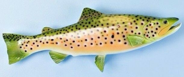 Taxidermy Stunning Brown Trout  Wall Plaque/ Wall Sculpture 13