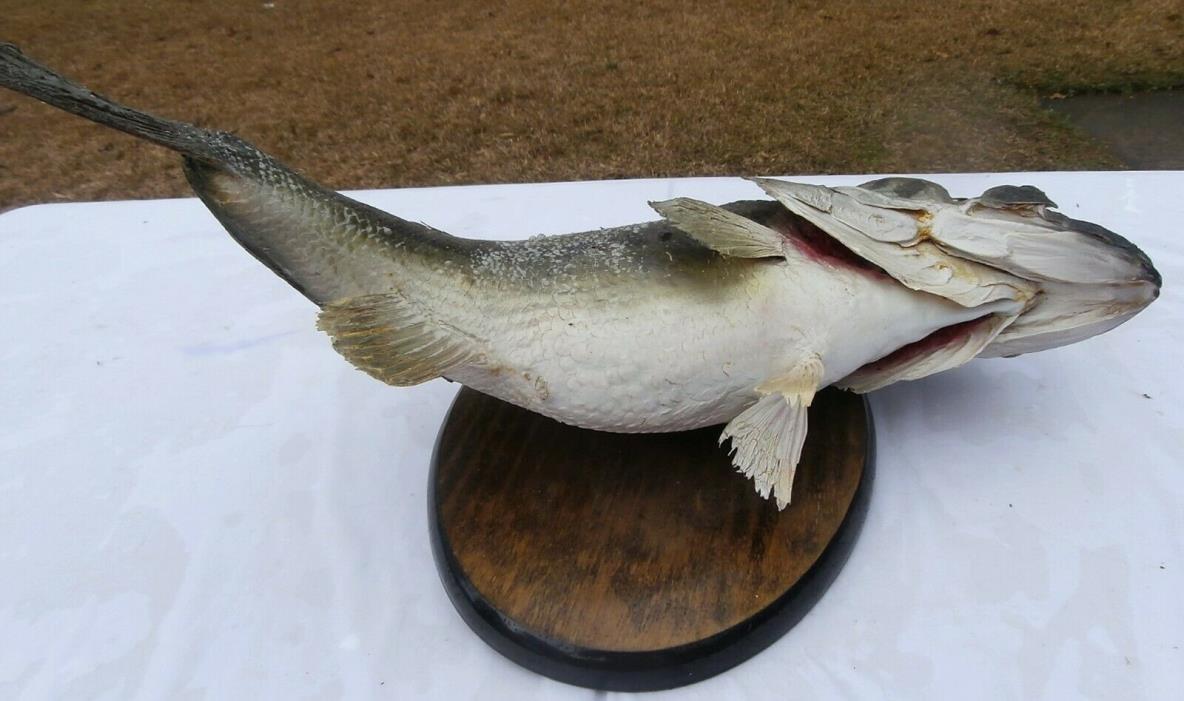 Vintage 21” Large Mouth Bass Live Skin Wall Mount - NR