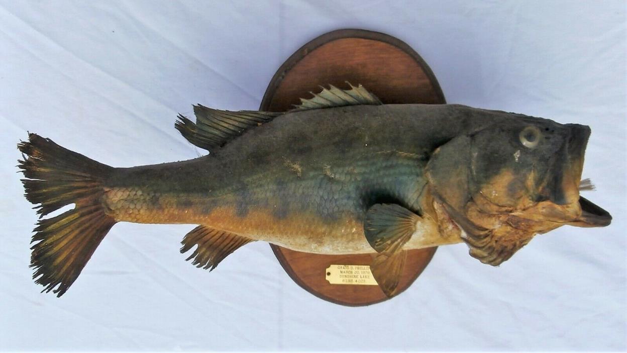 Vintage 17” Large Mouth Bass Live Skin Wall Mount