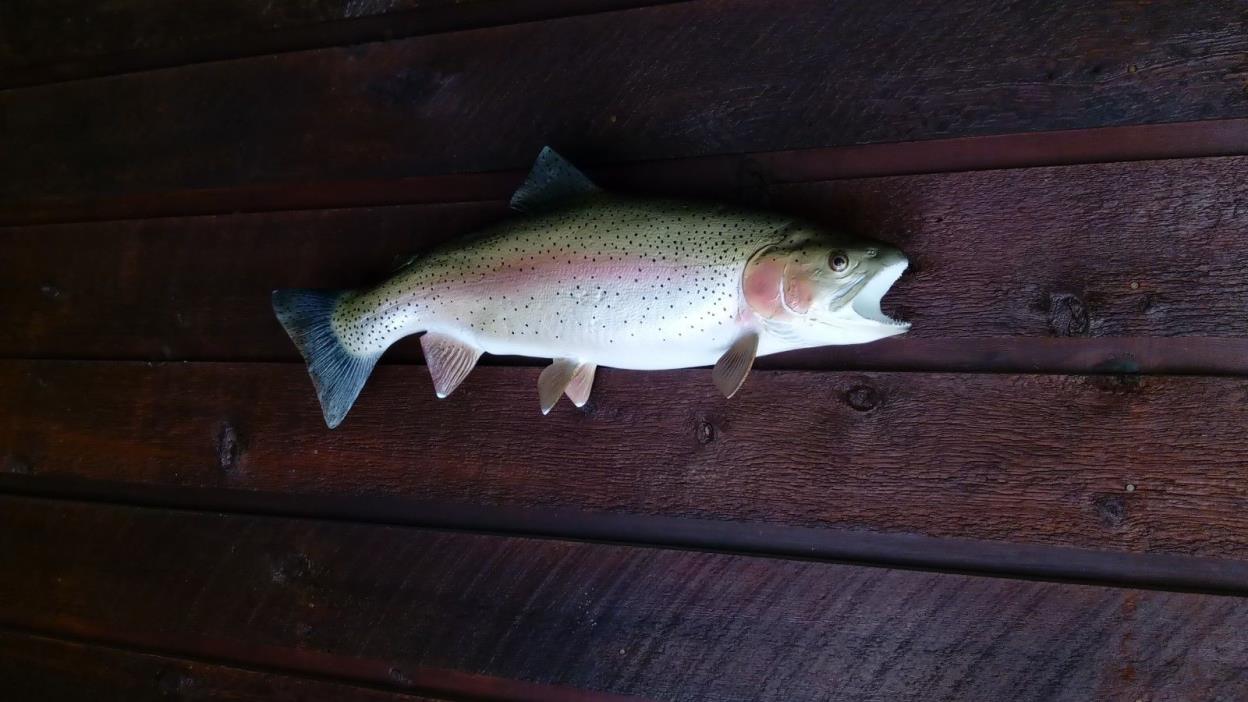 Fiberglass fish replica Rainbow Trout