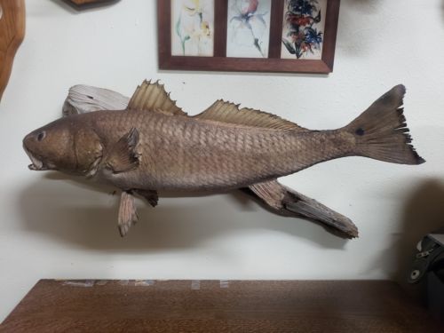 Large Vintage Redfish Mount Taxidermy Fish Decor Real Skin Driftwood Texas Offer
