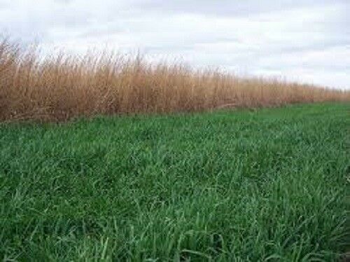 5 Lbs  WHEAT SEED Cat Grass Seed Deer Food Plots Garden Erosion Cover Crop
