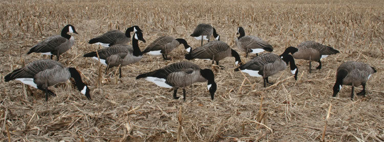 GOOSE DECOYS REAL GEESE PRO SERIES 2 CANADA GEESE 12 SILHOUETTE DECOYS SPECIAL!!