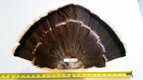 Turkey decoy fan re-inforced for multi year use.great for decoys or reaping !