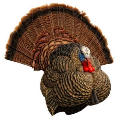 Avian X LCD Strutter Turkey Decoy