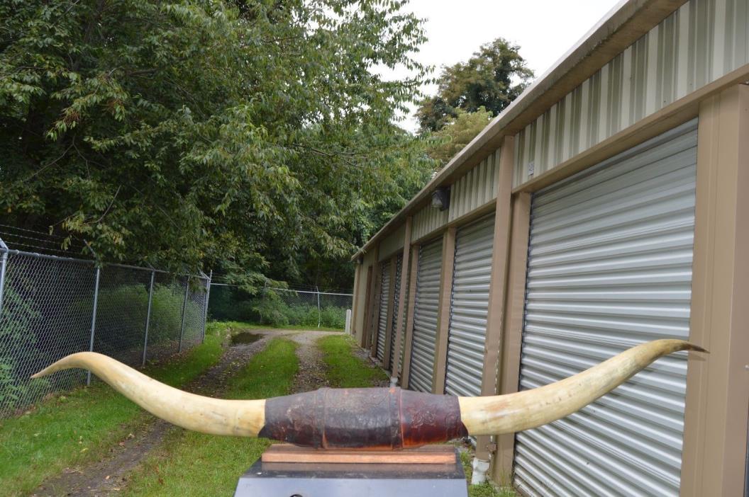 Vintage Longhorn Steer 78 1/4