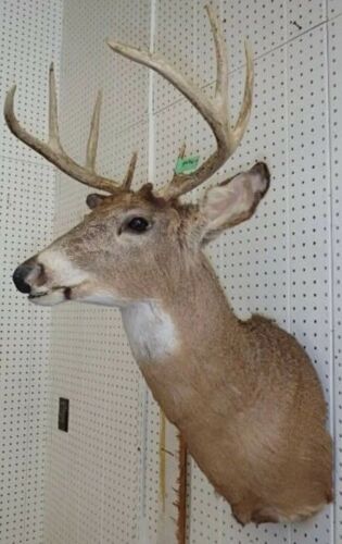 Whitetail Deer Head Mount Taxidermy Mounted Antler Buck horns Wisconsin 8 Point