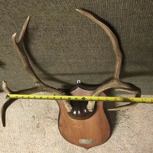 19” MONTANA MULE DEER RACK antlers mount sheds taxidermy elk Whitetail