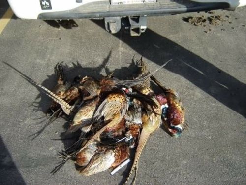 South Dakota Pheasant Hunting Trip -  Pheasant capitol of the world!!