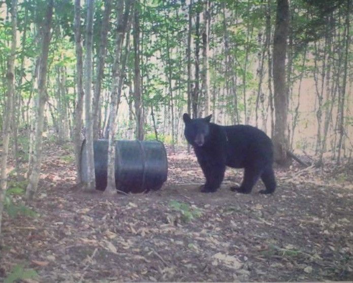 Black Bear Hunt 6 Day Maine Guided Hunt
